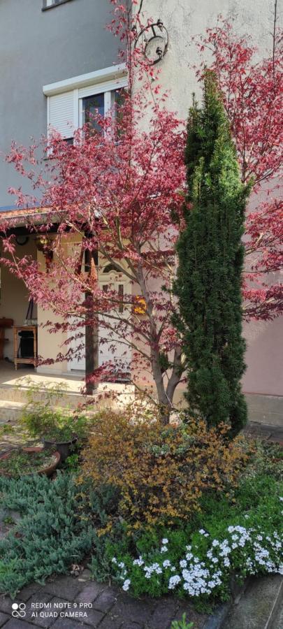 Duplex Mihajlovic-Vrnjacka Banja Apartamento Exterior foto